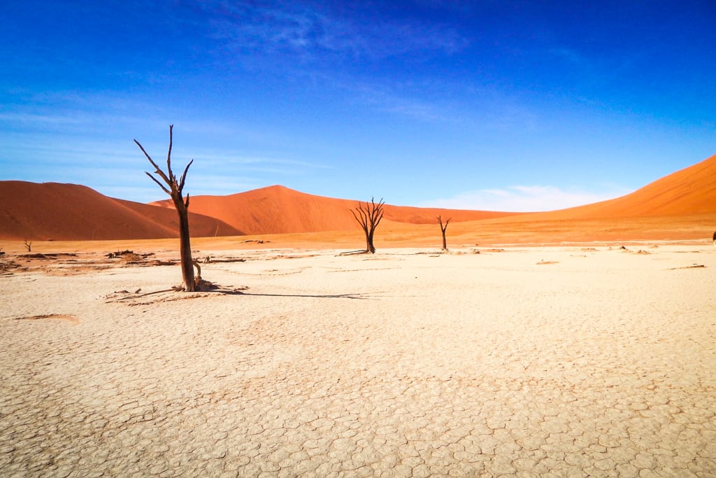 Albero solitario in una distesa di sabbia nel Deadvlei, deserto di Sossusvlei, Namibia.