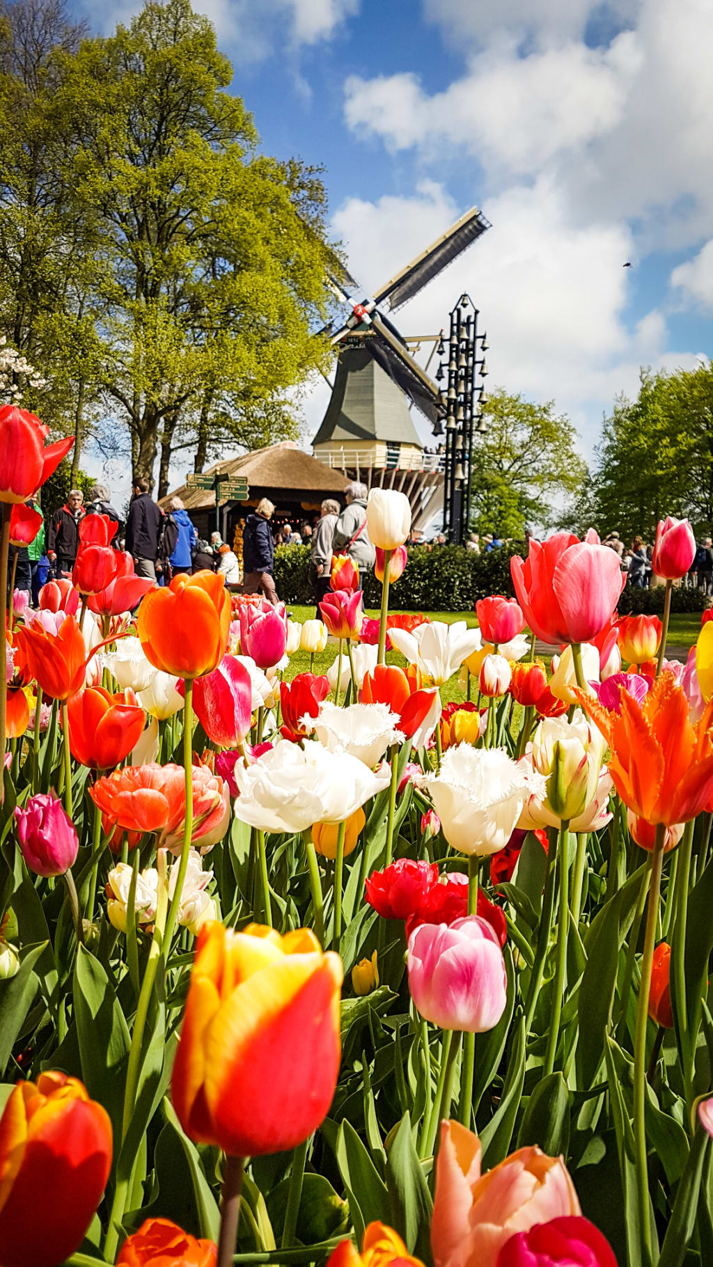 Tulipani colorati in primo piano con mulino a vento sullo sfondo, vacanze nei Paesi Bassi.