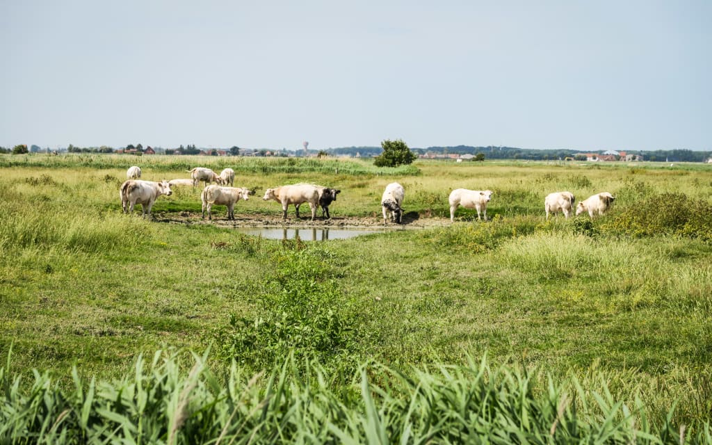 Mucche al pascolo, paesaggio verde, brughiera, paesini in lontananza, vacanza all'aria aperta, Belgio