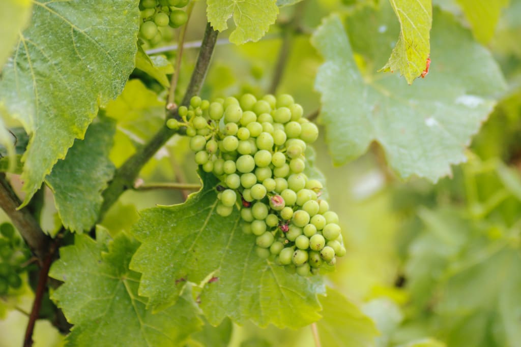 Cluster of green grapes in the vineyards of Champagne