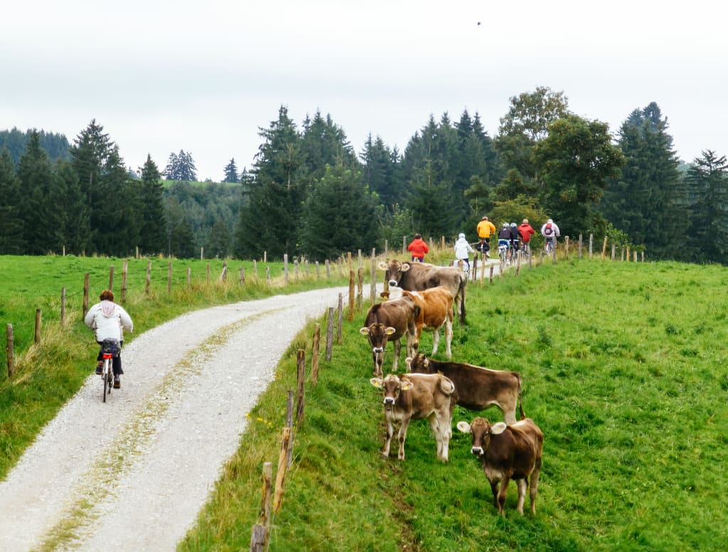 Mandria di mucche lungo un sentiero di montagna nella regione della Baviera, ciclisti lungo sentiero, viaggi in bici "Girolibero"