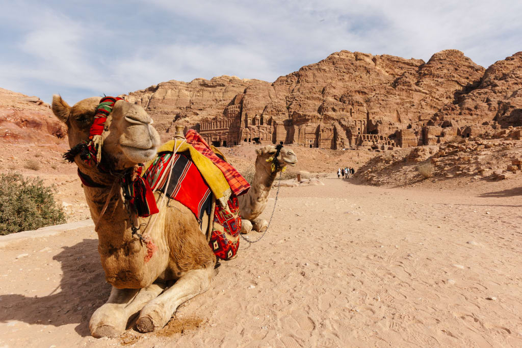 Cammello bardato nel deserto rosso del Wadi Rum, Giordania.