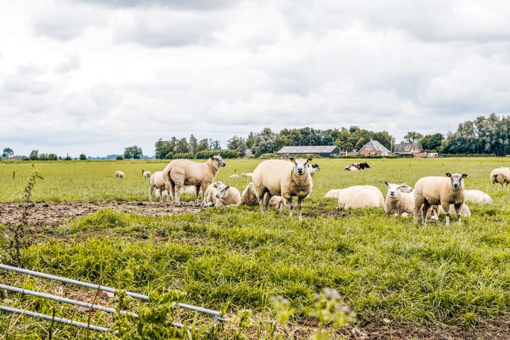 Schafe auf der Weide entlang des Radwegs in Holland – Natur und typische Landschaften der Niederlande.