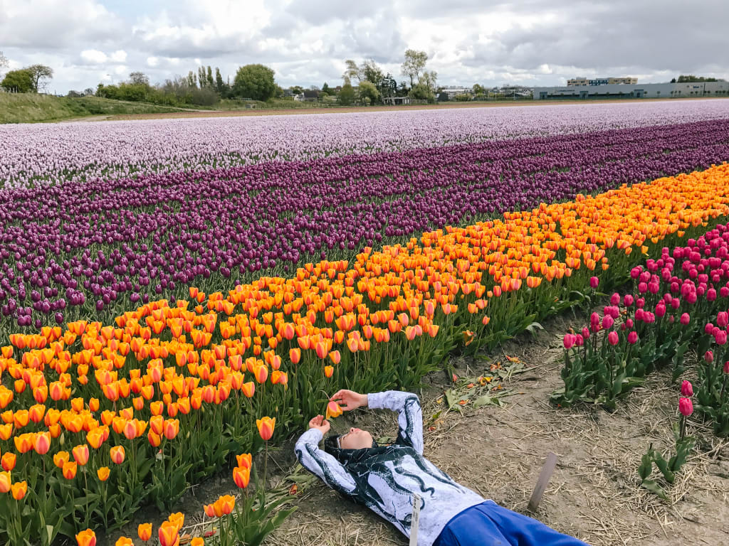 Ciclista steso in mezzo a un campo di tulipani colorati in fiore nei Paesi Bassi.