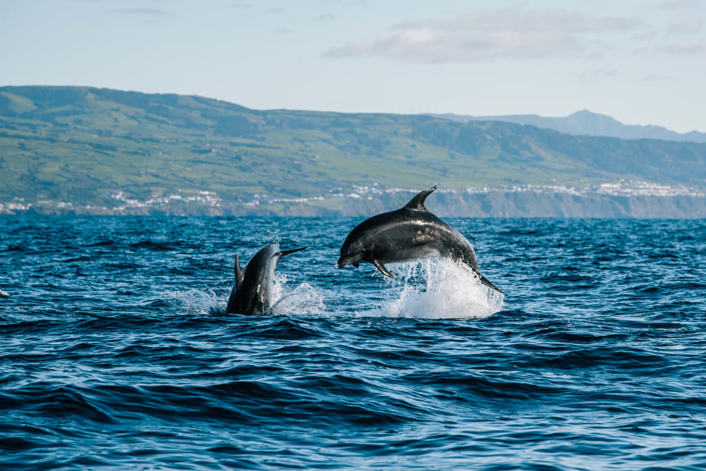 Avvistamento di delfini che emergono dall'acqua, Isole Azzorre.