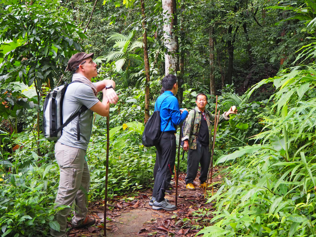 Escursionisti nella foresta tropicale del nord della Thailandia durante un trekking naturalistico.