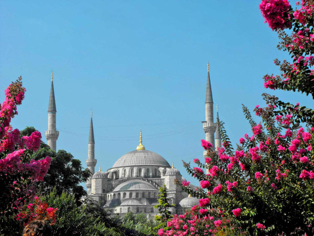 Scorcio tra fiori rosa sulla Moschea di Istanbul