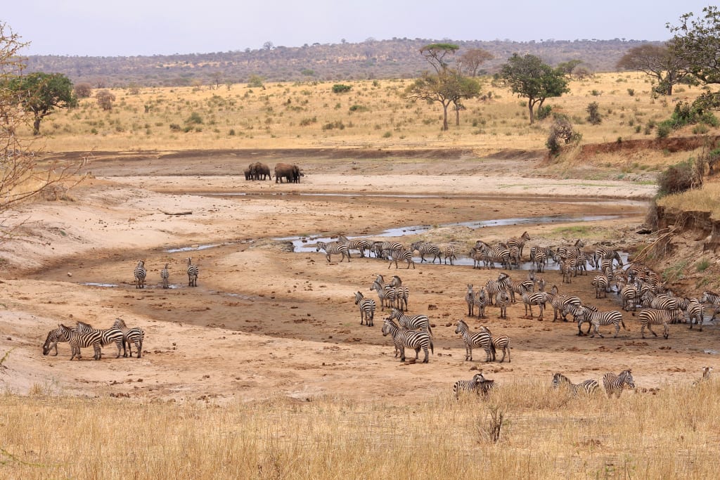 Mandria di zebre e altri animali che si abbeverano in una pozza in Tanzania.