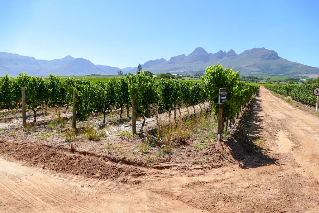 Vigneti di Stellenbosch nella regione vinicola del Western Cape, Sudafrica