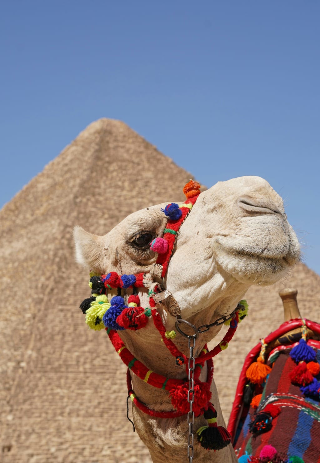 Cammello decorato davanti alla Piramide di Cheope nella necropoli di Giza, vicino al Cairo.