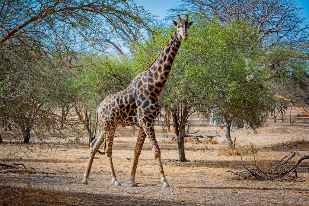Giraffa nella savana del Senegal