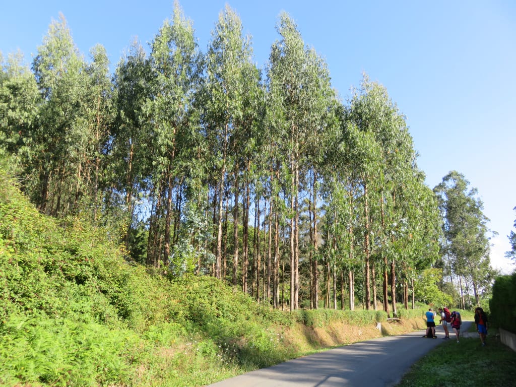 Pellegrini in un sentiero alberato lungo il Cammino di Santiago