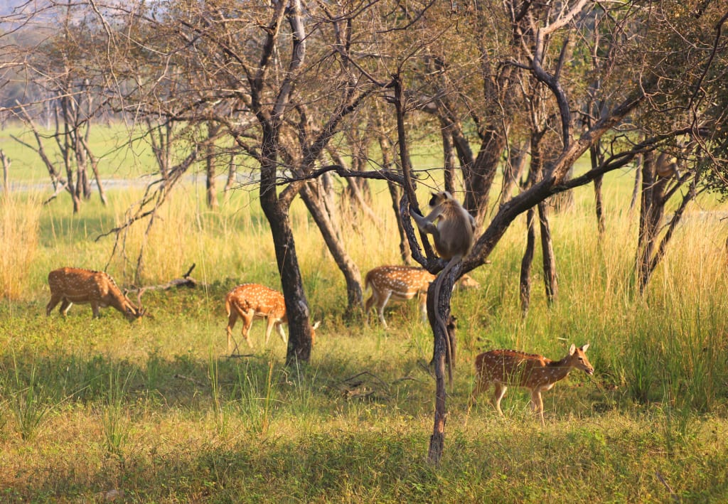 Antilopi che pascolano in un’area naturale protetta dell’India.