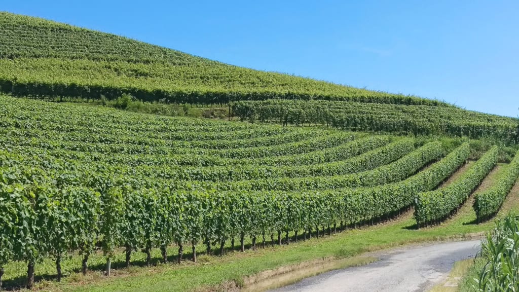 Distese di vigne nel Monferrato con stradina ciclabile, viaggio Girolibero in Piemonte