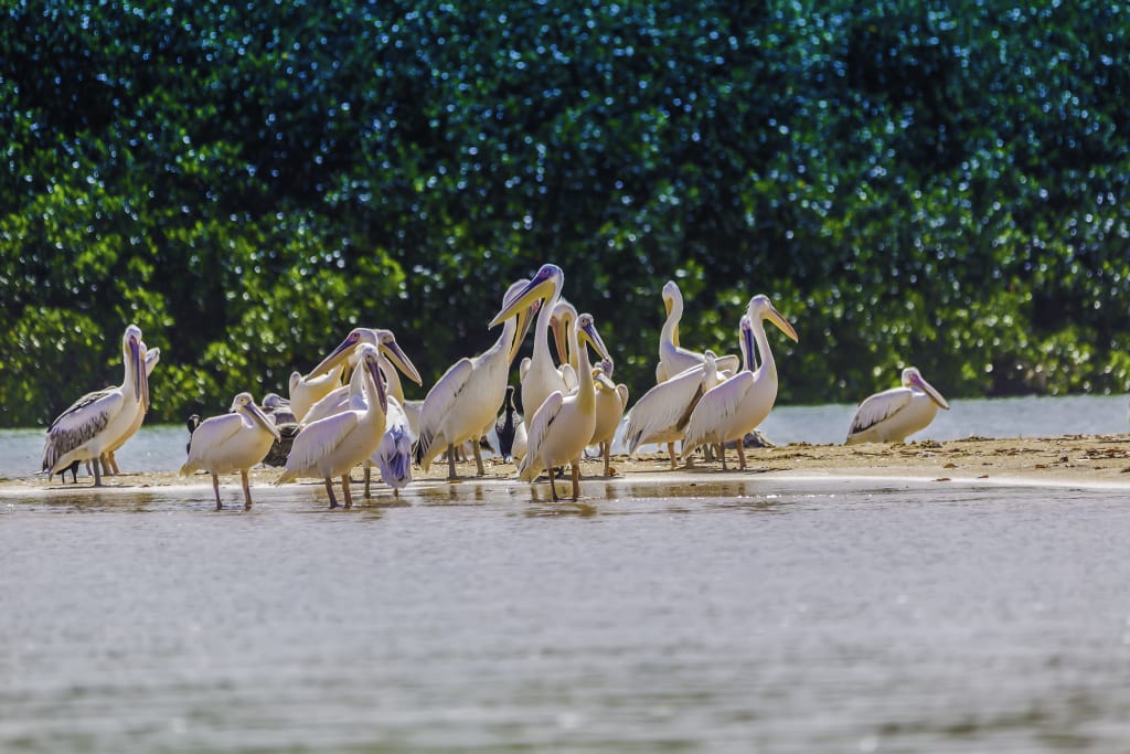 Pellicani in volo nel Parco Nazionale di Djoudj, paradiso birdwatching UNESCO in Senegal