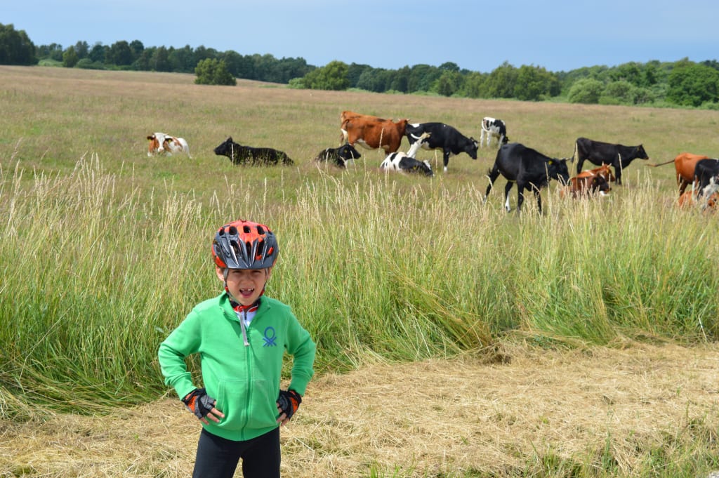 Bambino con casco da ciclista davanti a delle mucche al pascolo in Danimarca, vacanze in bici in famiglia con "Girolibero"