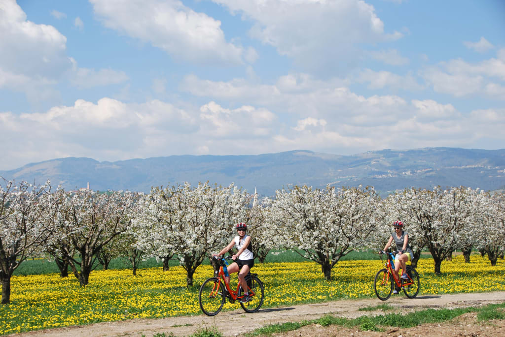 Ciclisti in viaggio con "Girolibero" pedalano tra ciliegi in fiore, Veneto