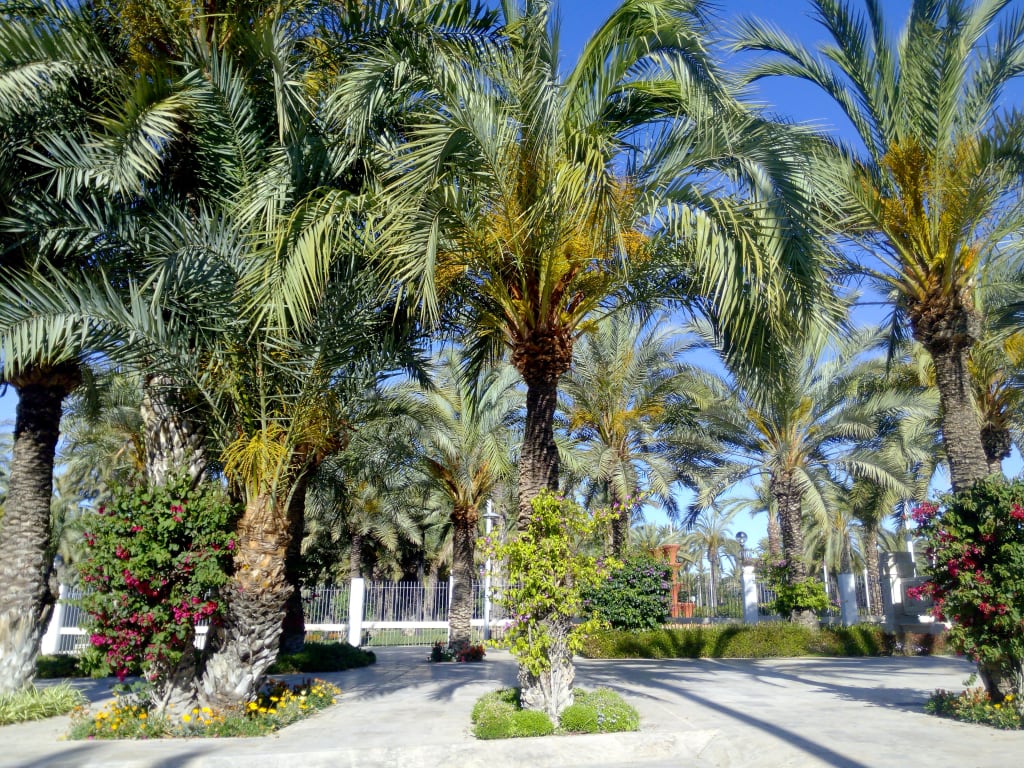 Palme e giardini mediterranei ispirati al Palmeral di Elche, patrimonio della Comunità Valenciana.