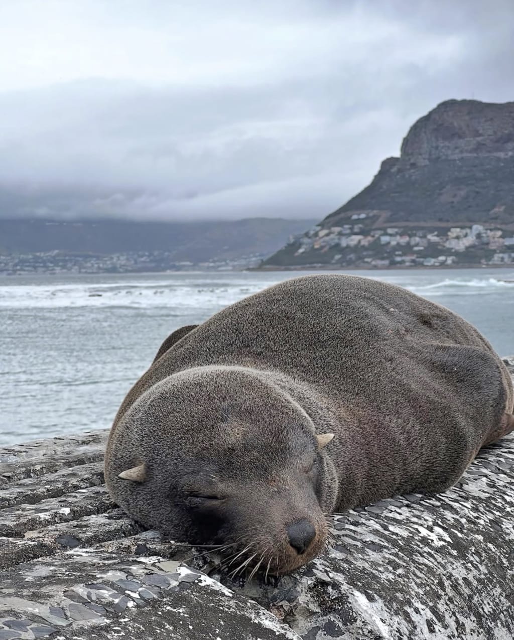 Foca del Capo sulla spiaggia a Hout Bay, Sudafrica fauna marina lungo la costa