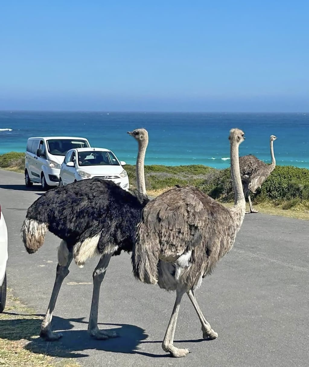 Struzzi lungo la costa del Western Cape, Sudafrica fauna locale