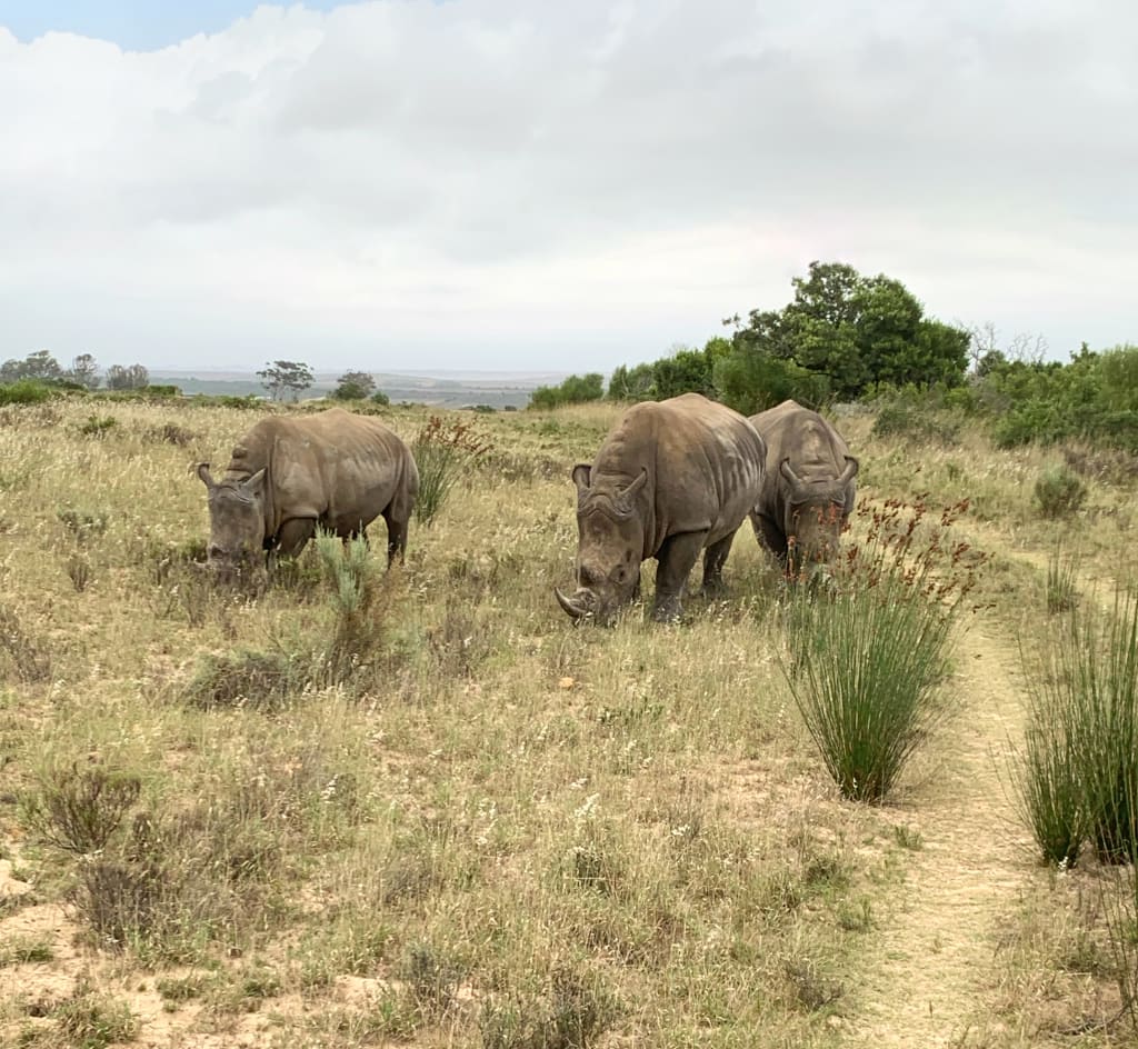 Rinoceronti in riserva naturale in Sudafrica safari tra fauna selvatica