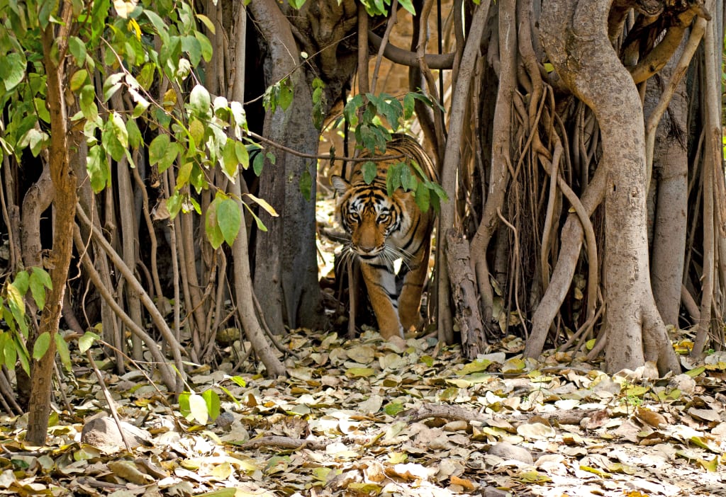 tigre del bengala nascosta tra gli alberi