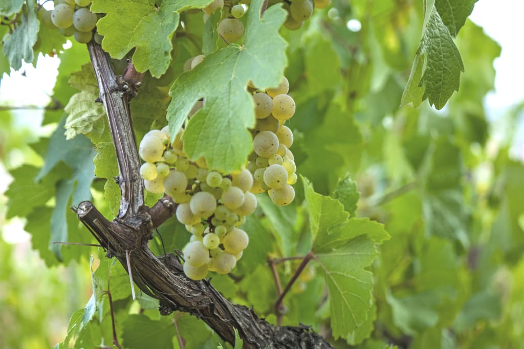 Grappolo d’uva nei vigneti dell’Alsazia lungo la Route des Vins d’Alsace famosa per i vini bianchi