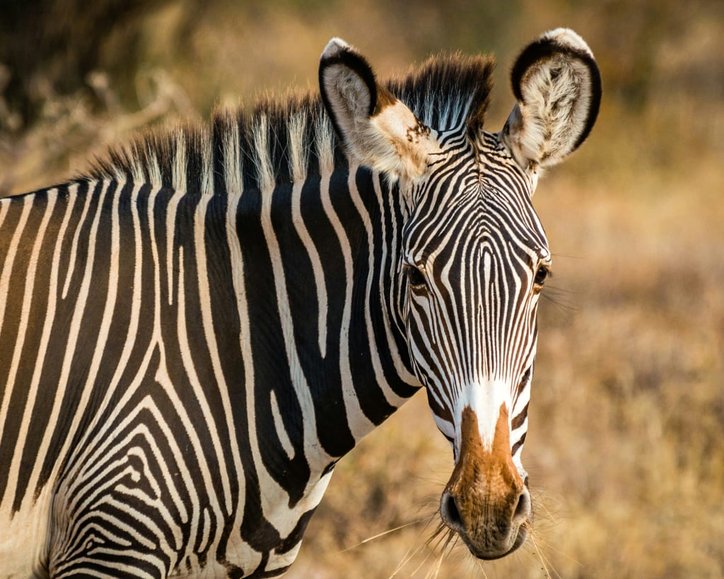 Zebra al pascolo nella savana del Senegal
