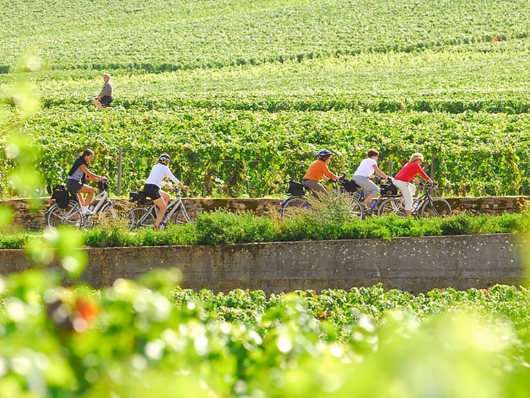 Ciclisti tra i filari di vigneti nella campagna della Borgogna, Francia.