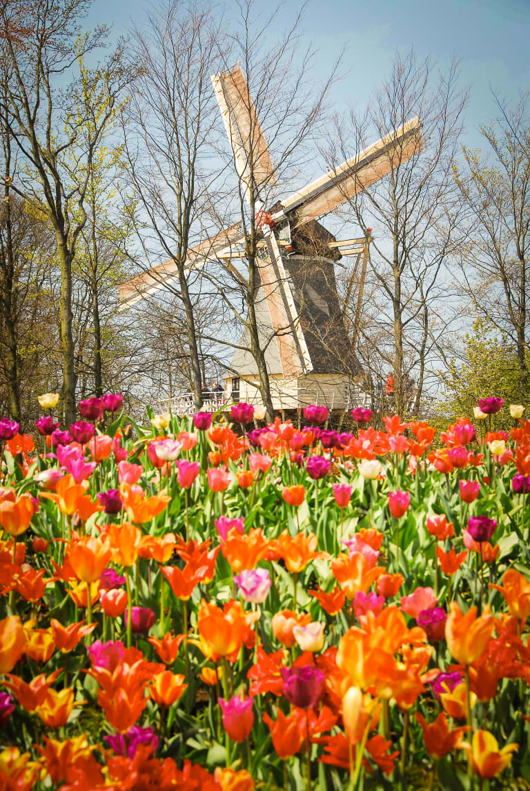 Mulino a vento tipico tra colorati campi di tulipani in fiore nei Paesi Bassi.