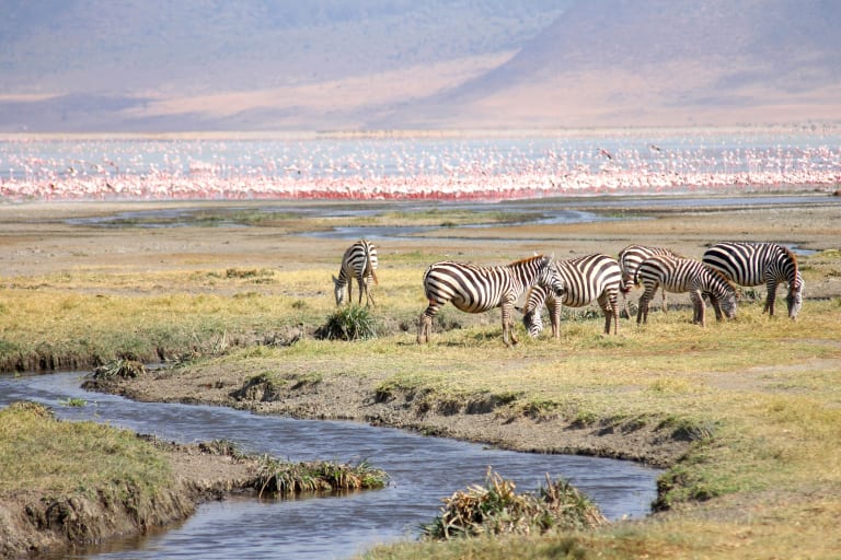 Zebre e gnu pascolano in una pianura erbosa nella savana africana, tour con volo incluso.
