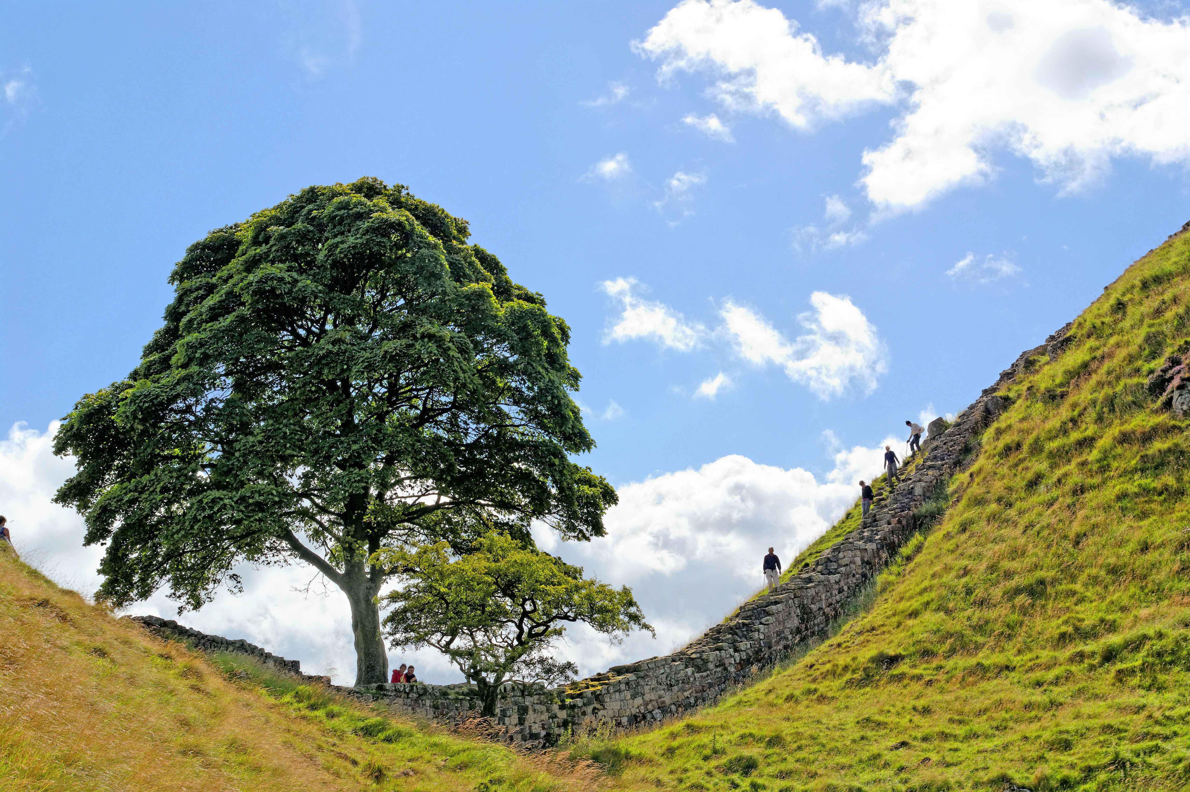 Albero solitario su una collina, escursionisti in cammino lungo l'Adrian Way