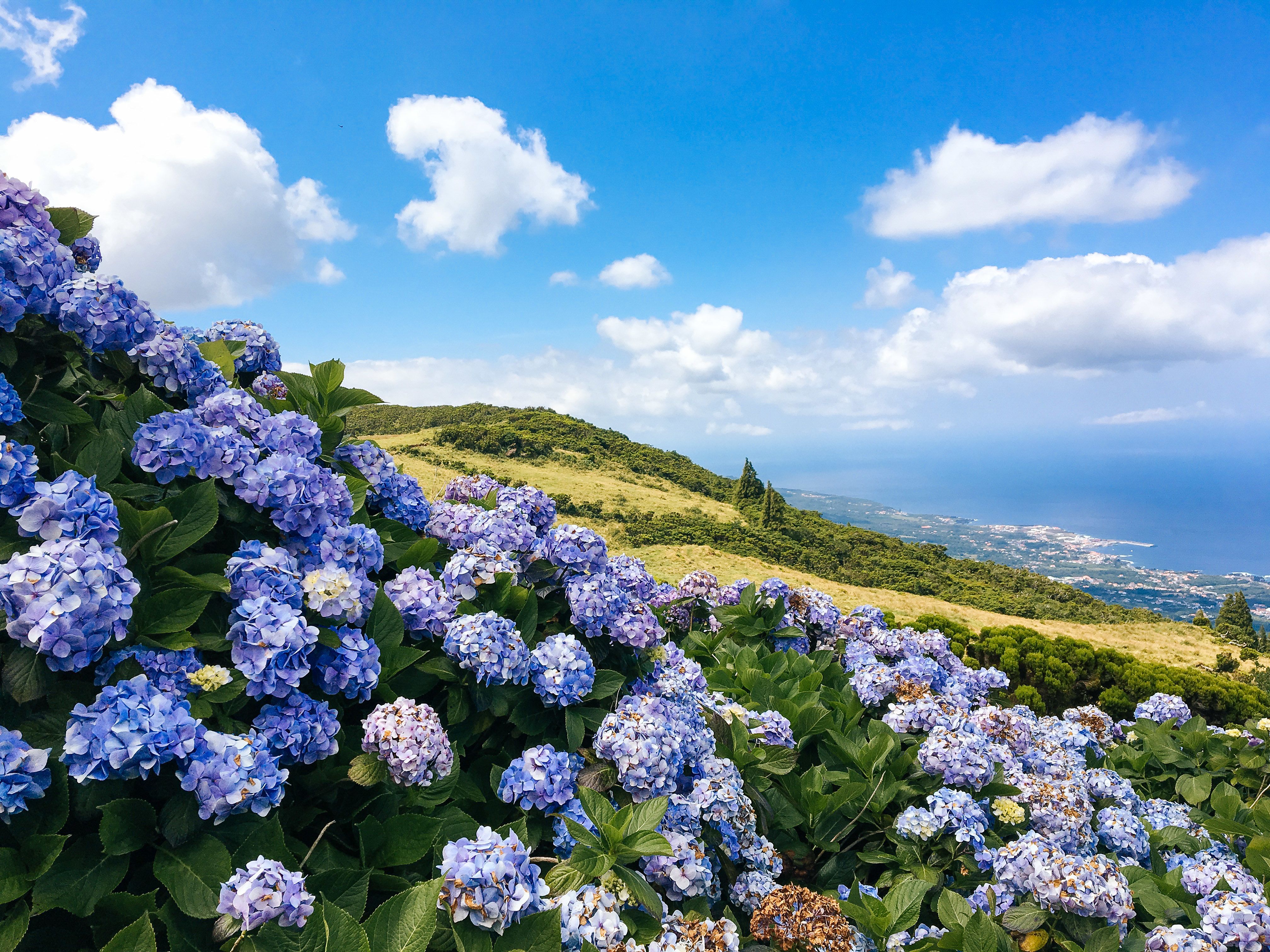 Fiori di ortensie in un paesaggio collinare, Isole Azzorre.