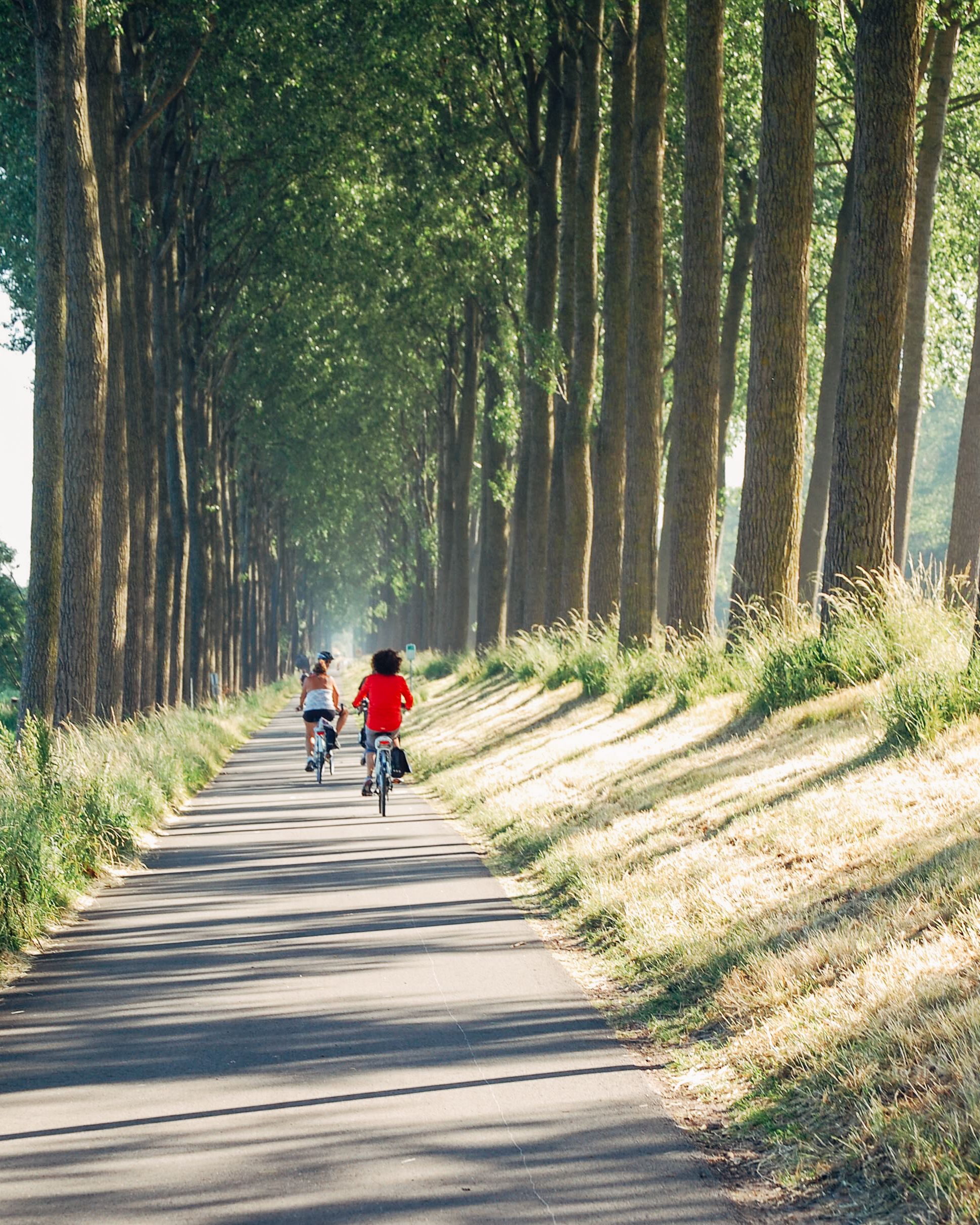 Von Bäumen gesäumte Allee mit Radfahrern, ruhige und schattige Atmosphäre, Flandern mit dem Fahrrad mit "Girolibero“