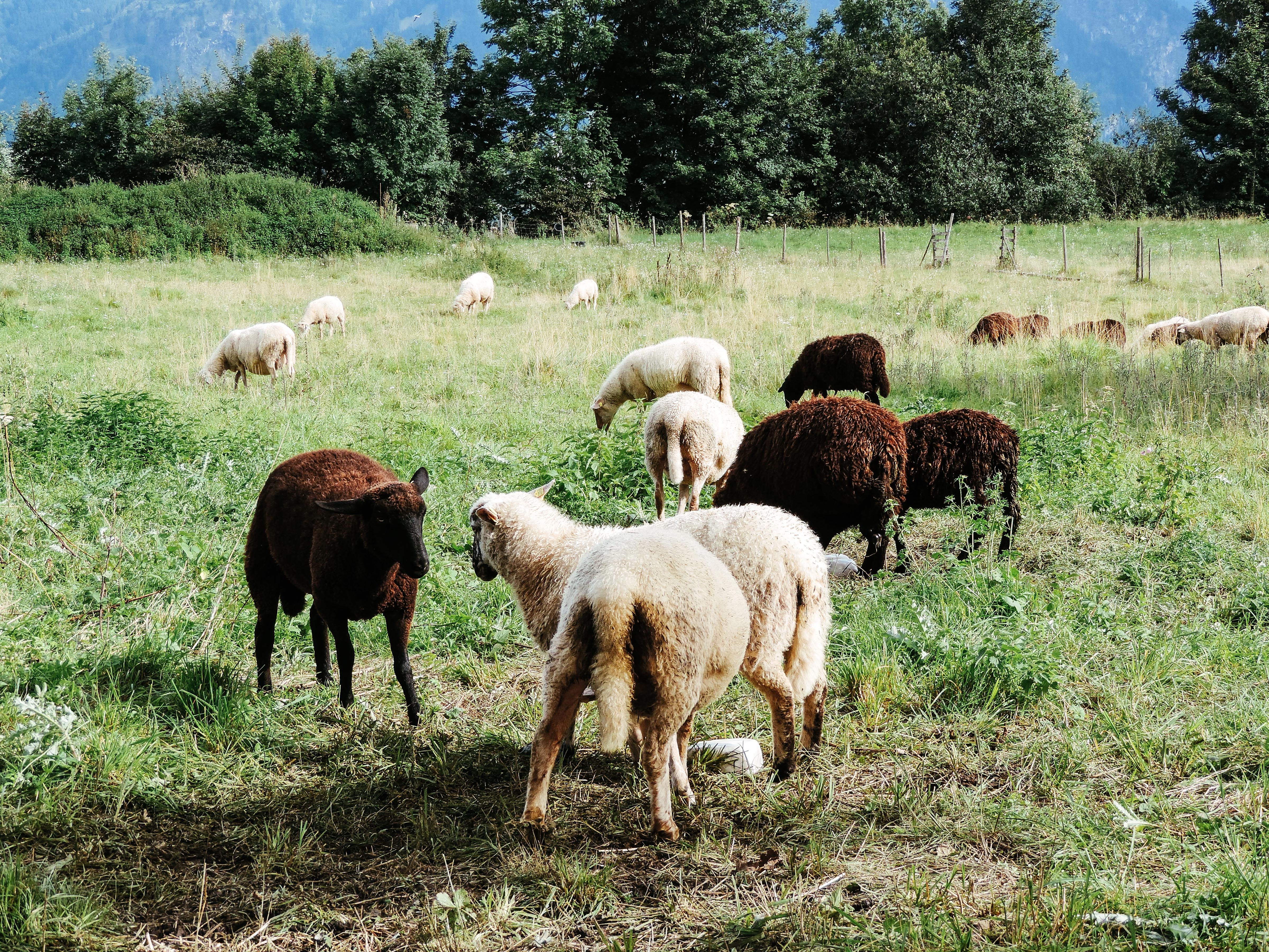 Pecore al pascolo su prato di montagna nella regione dell’Algovia, Baviera.