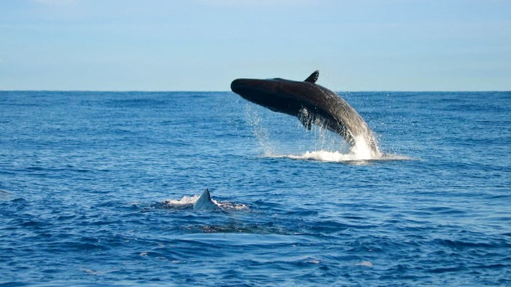 Balena in volo sull'acqua, Oceano Atlantico, Isole Azzorre