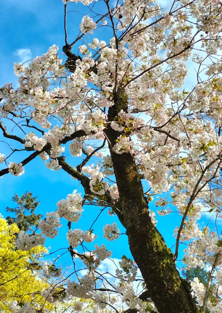 Albero di ciliegio in fiore sotto un cielo azzurro, segno della primavera sul Lago Maggiore.