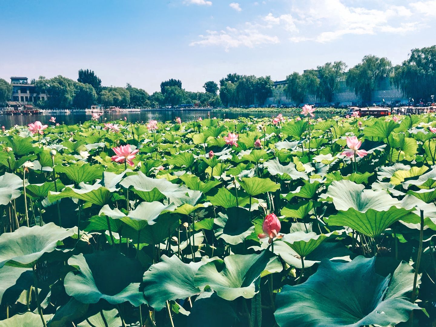 Fioritura estiva di fiori di loto nel Parco del Lago Occidentale a Hangzhou, Cina.