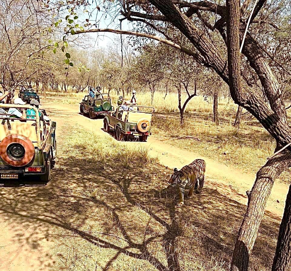 Safari in jeep tra la vegetazione secca del Rajasthan, esperienza naturalistica in India.