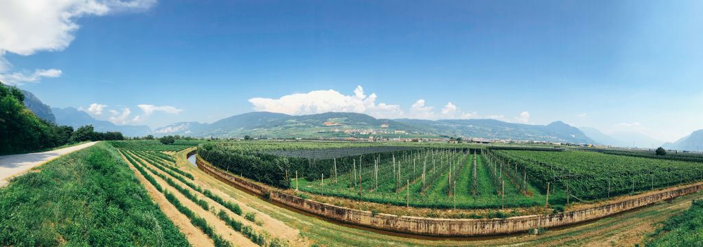 vista panoramica sui vigneti lungo la Ciclabile dell'Adige