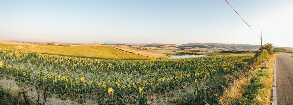 Distese di girasoli e campi coltivati nella campagna toscana lungo la Via Francigena.