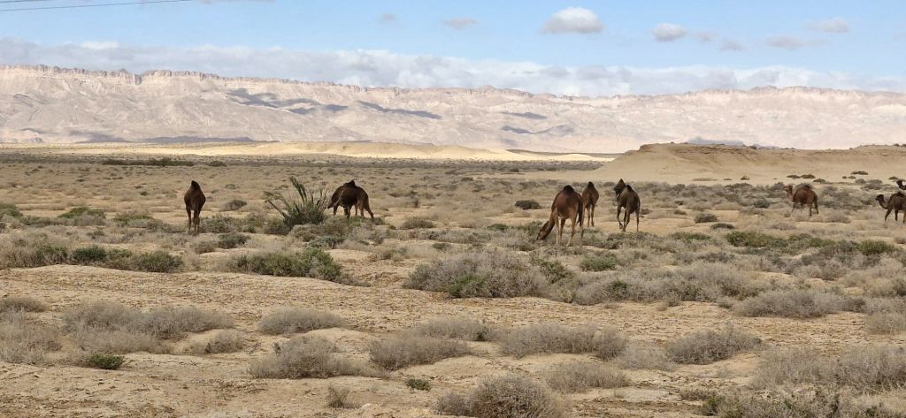 Dromedari al pascolo nella steppa del Jebel Dahar, Tunisia