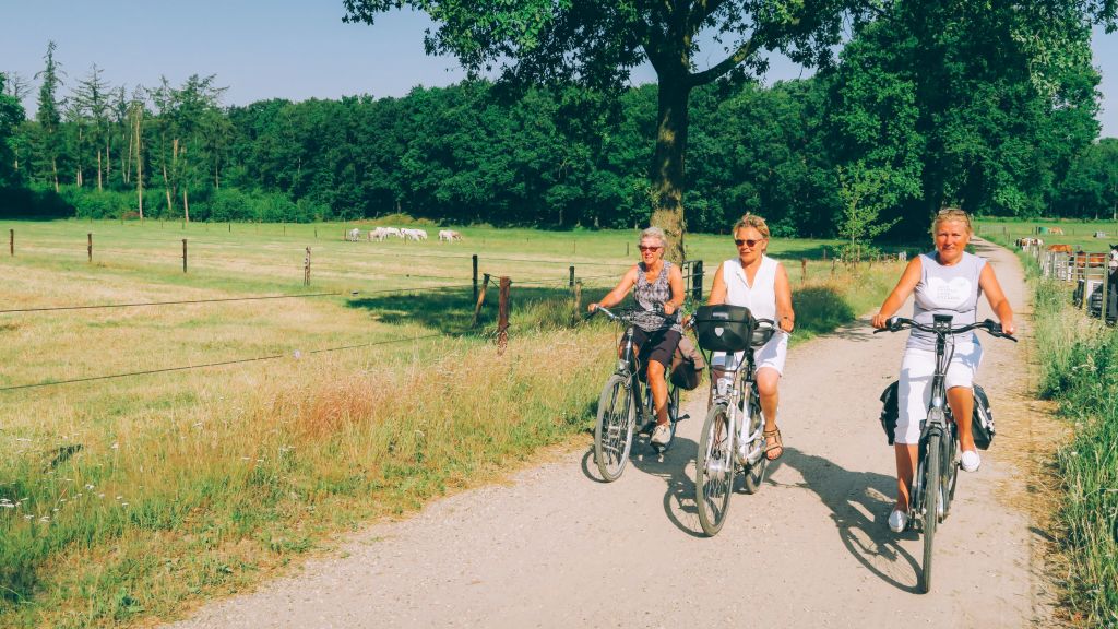 Cyclists on a bike path with green fields and trees, Netherlands