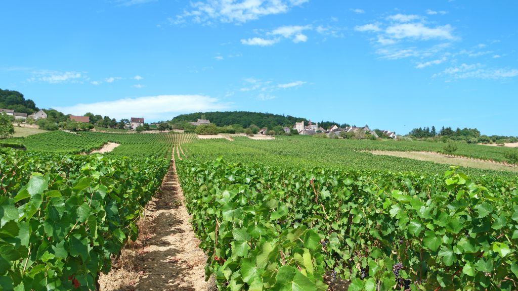 Filari di vigneti sulle colline della Borgogna, Francia, la Borgogna e le strade del vino in bicicletta