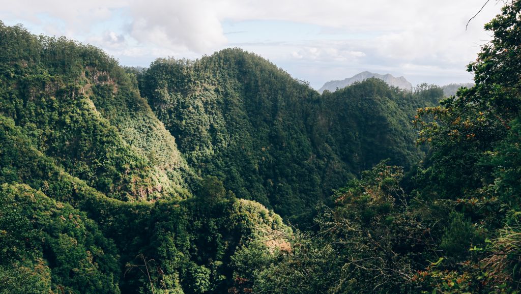 Paesaggio montuoso e foresta tropicale in un valle nell'isola di Madeira
