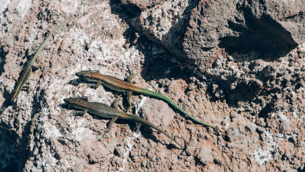 Lucertola su una roccia in un sentiero montano a Madeira