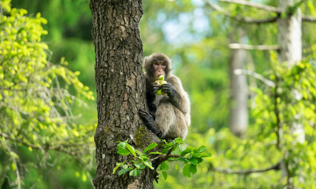 Scimmia tra gli alberi nel Parco delle Scimmie di Landskron, Carinzia.