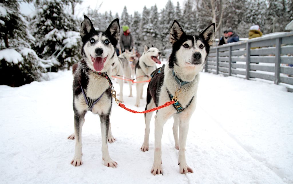 Husky su un sentiero innevato in un campo di addestramento in Lapponia, Finlandia.