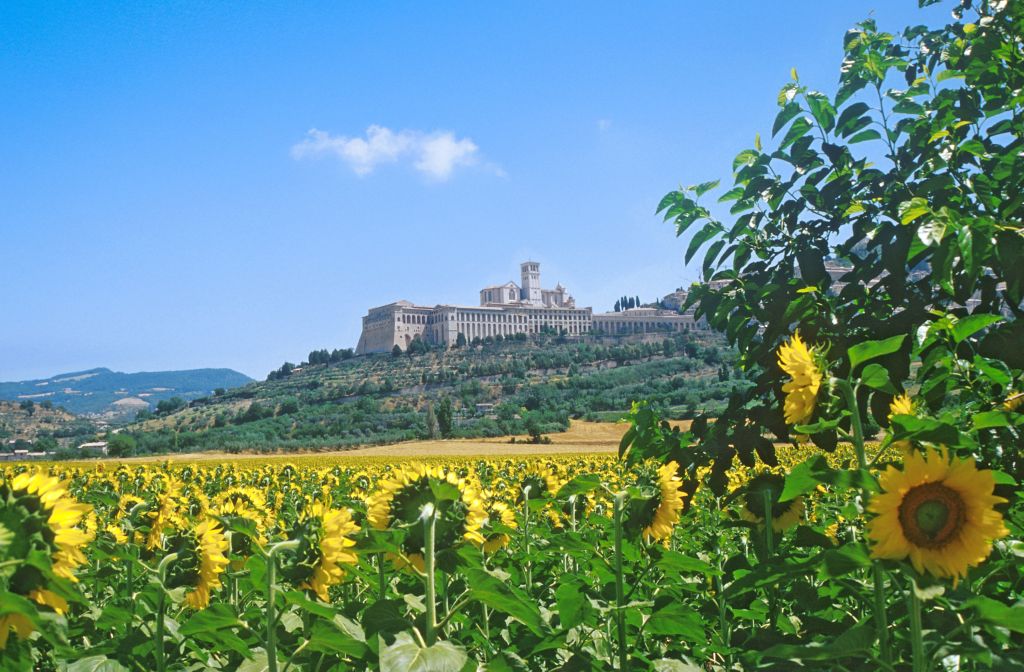 Campo di girasoli con vista sulla cattedrale di Assisi in lontananza.