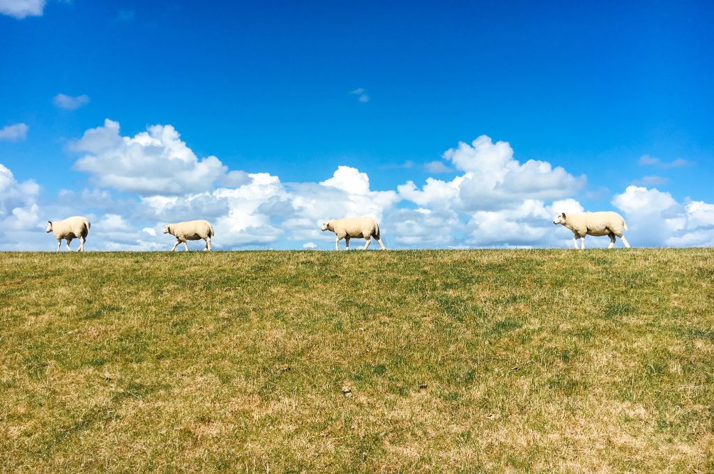 Pecore su prato verde con cielo blu e nuvole bianche sull'isola di Texel, Olanda.